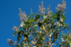 Dali, 大理, 苍山国家地质公园