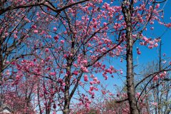Dali, 大理