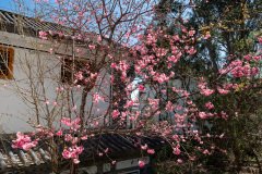 Dali, 大理