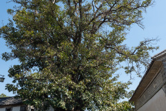 Dali, Xizhouzhen, 喜洲古镇, 大理