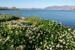 Dali, Erhai Ecological Corridor, Erhai Lake, 大理, 洱海, 洱海生态廊道
