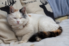 Dali, Monster B&B, 大理, 大理古城怪兽民宿