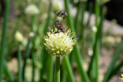 Dali, Monster B&B, 大理, 大理古城怪兽民宿