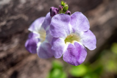 B020339