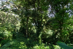 D237797