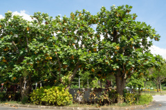 D061033