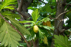 D061035
