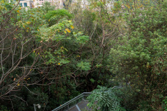 Foshan, Huagaishan Plank, Shunde, 华盖山栈道, 顺德