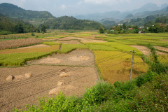 D077743