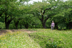 Goryōkaku, 五稜郭跡