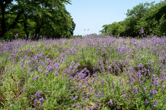 Mori, Morimachi Oniushi Park
