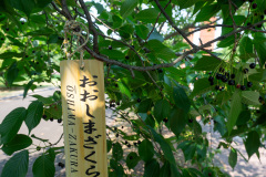 Mori, Morimachi Oniushi Park