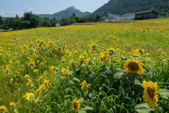 Sobetsu, Sobetsu Sunflower Field