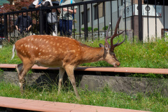 Noboribetsu, Sengen Park, 泉源公園
