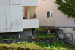 Noboribetsu
