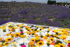 Hill of the Buddha, Sapporo