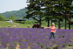 Lake Kanayama Lavender Field, Minamifurano