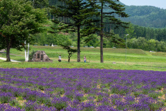 Lake Kanayama Lavender Field, Minamifurano