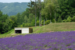 Lake Kanayama Lavender Field, Minamifurano