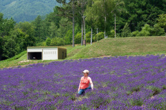 Lake Kanayama Lavender Field, Minamifurano