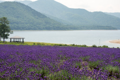 Lake Kanayama Lavender Field, Minamifurano