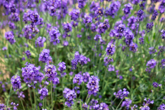 Lake Kanayama Lavender Field, Minamifurano