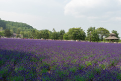 Farm Tomita, Nakafurano