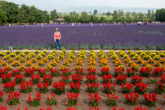 Farm Tomita, Nakafurano