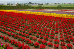 Farm Tomita, Nakafurano