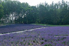 Farm Tomita, Nakafurano