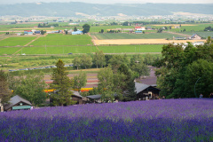 Farm Tomita, Nakafurano