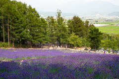 Farm Tomita, Nakafurano