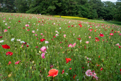 Farm Tomita, Nakafurano