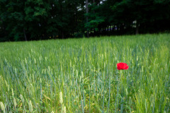 Farm Tomita, Nakafurano