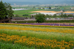 Farm Tomita, Nakafurano