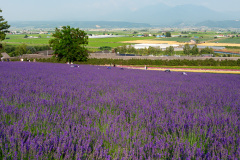 Farm Tomita, Nakafurano