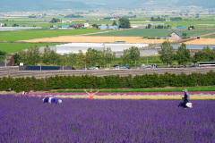 Farm Tomita, Nakafurano