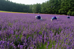 Farm Tomita, Nakafurano