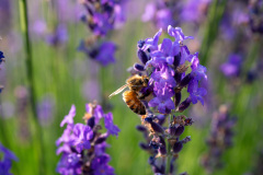 Farm Tomita, Nakafurano