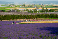 Farm Tomita, Nakafurano