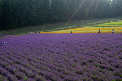 Farm Tomita, Nakafurano