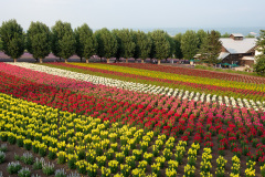 Farm Tomita, Nakafurano