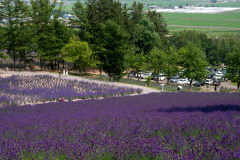 Farm Tomita, Nakafurano