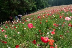 Farm Tomita, Nakafurano