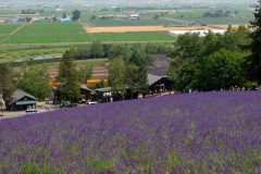 Farm Tomita, Nakafurano
