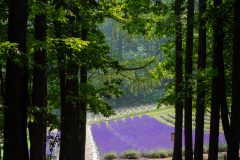Farm Tomita, Nakafurano