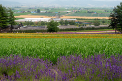 Farm Tomita, Nakafurano
