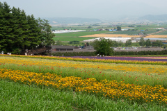 Farm Tomita, Nakafurano