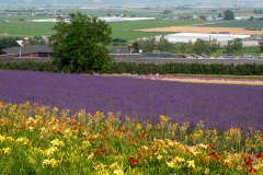 Farm Tomita, Nakafurano