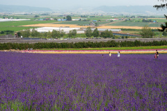 Farm Tomita, Nakafurano